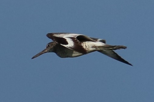 Willet - ML620786797