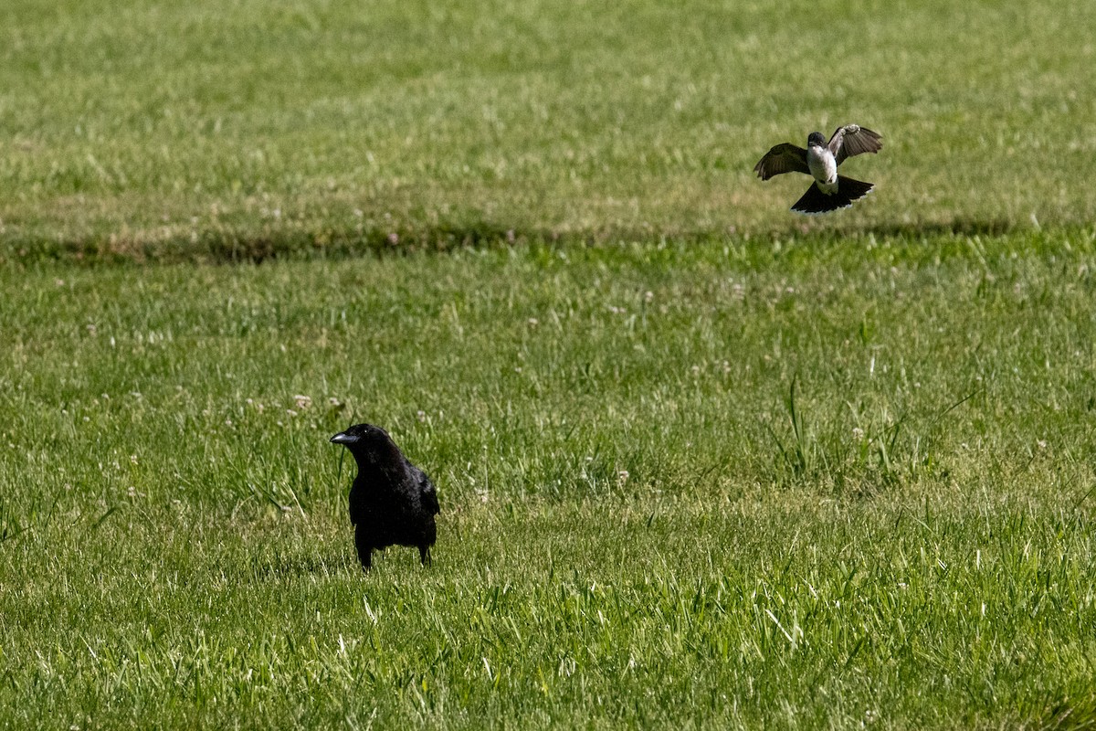 Eastern Kingbird - ML620786801