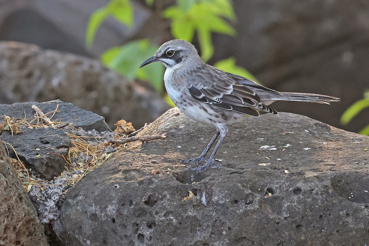 San Cristobal Mockingbird - ML620786805