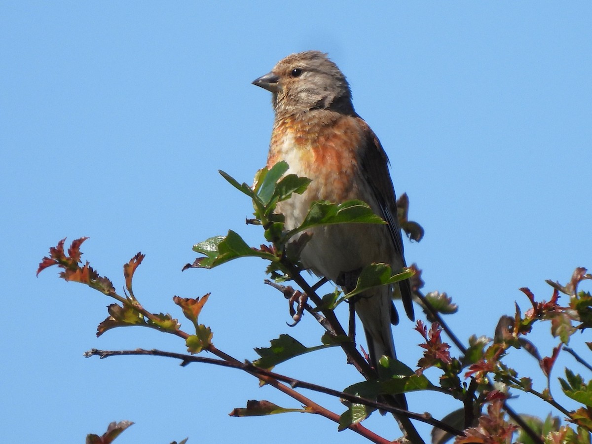 Eurasian Linnet - ML620786822