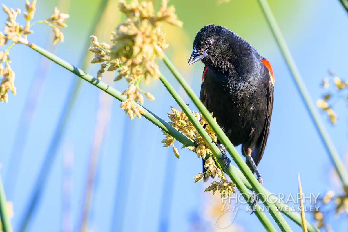 Red-winged Blackbird (California Bicolored) - ML620786824