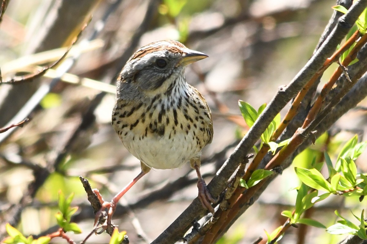 Lincoln's Sparrow - ML620786825