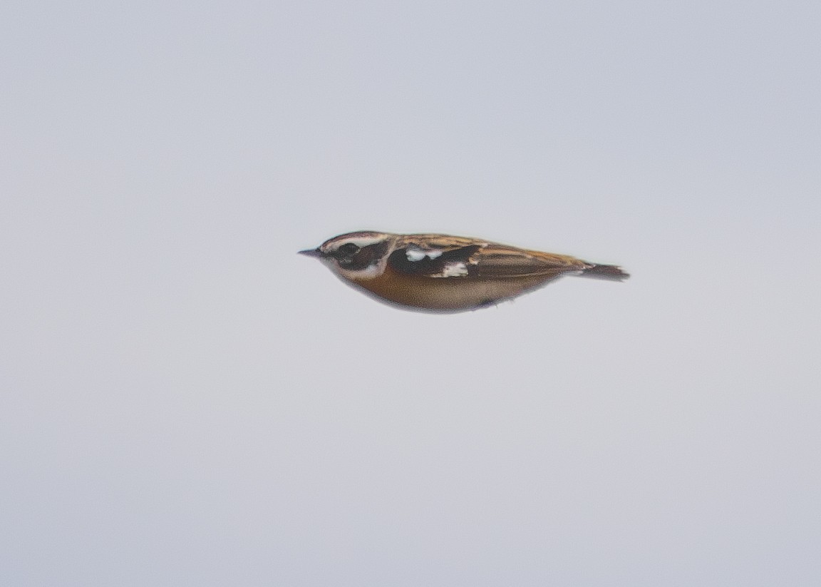 Whinchat - ML620786827