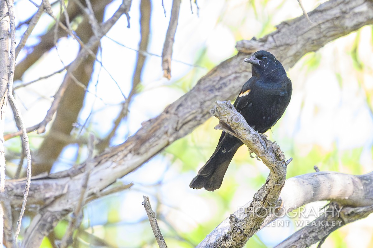 Tricolored Blackbird - Kent Weakley