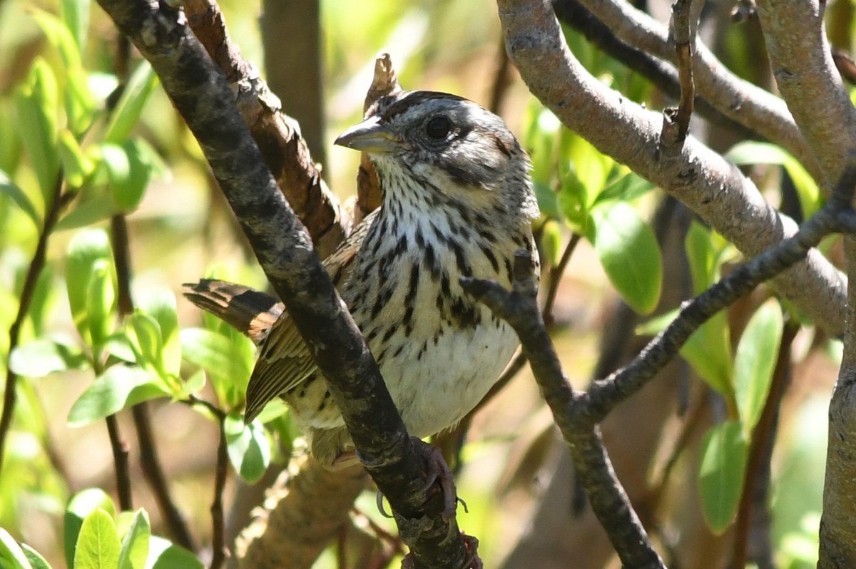 Lincoln's Sparrow - ML620786832