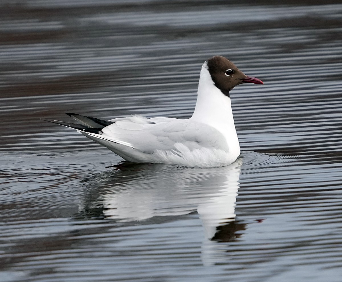 Black-headed Gull - ML620786834