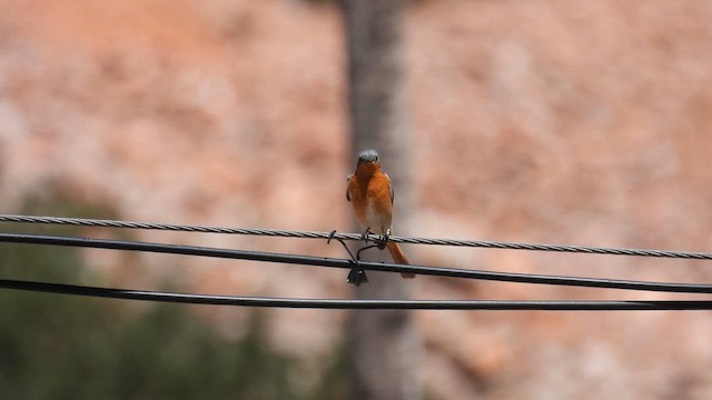 Ala Shan Redstart - ML620786836