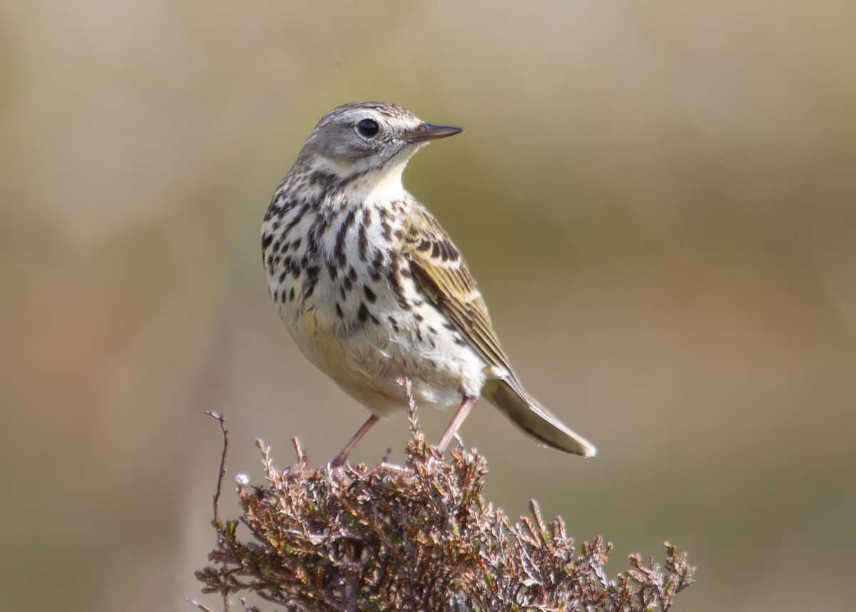 Meadow Pipit - ML620786837