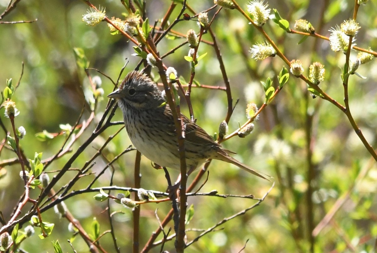 Lincoln's Sparrow - ML620786838