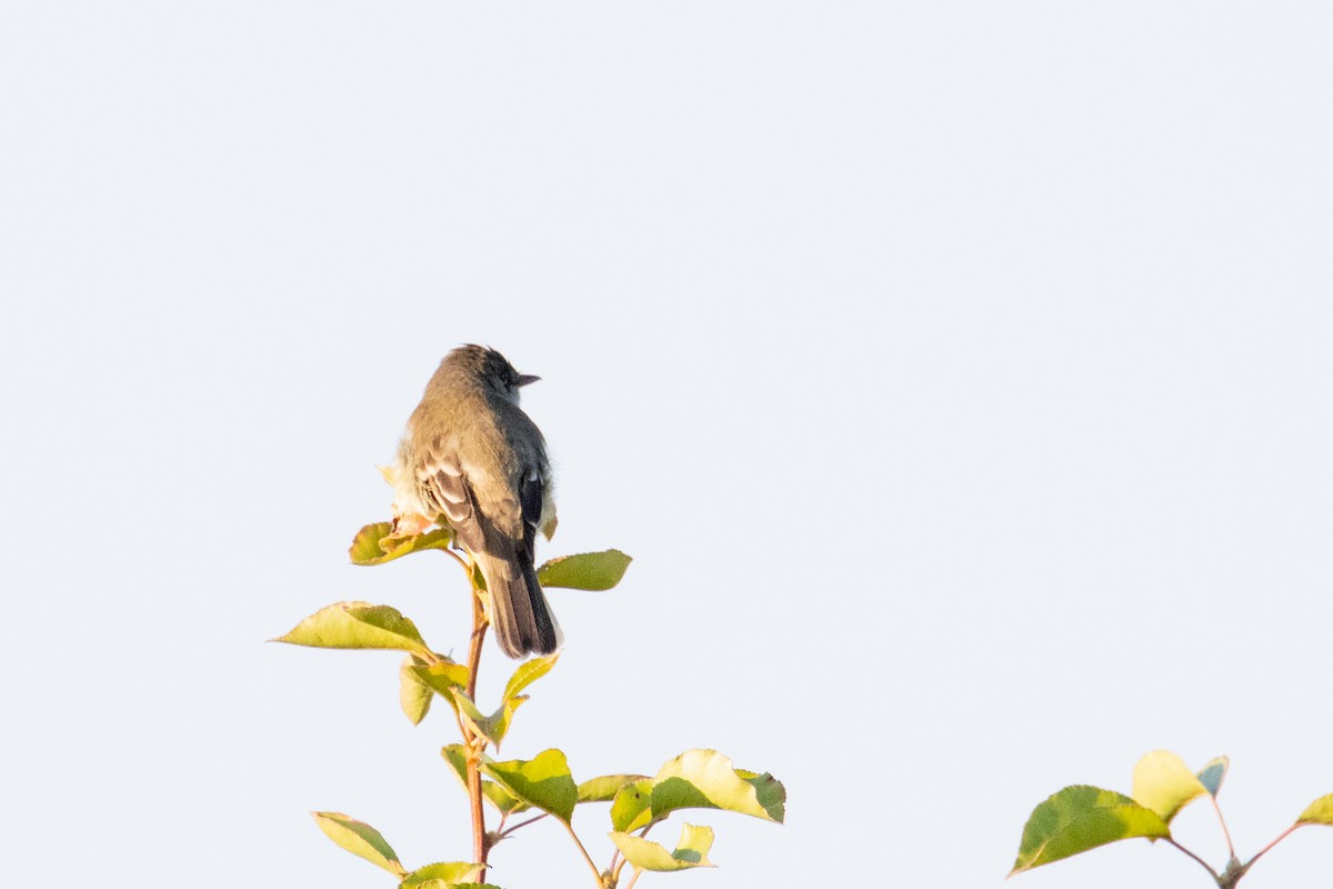 Willow Flycatcher - ML620786839