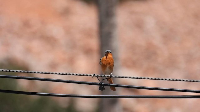 Ala Shan Redstart - ML620786840