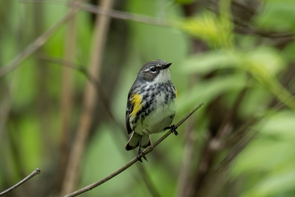 Yellow-rumped Warbler - ML620786842