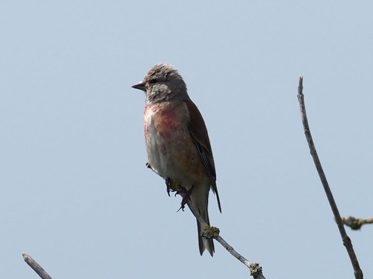 Eurasian Linnet - ML620786843