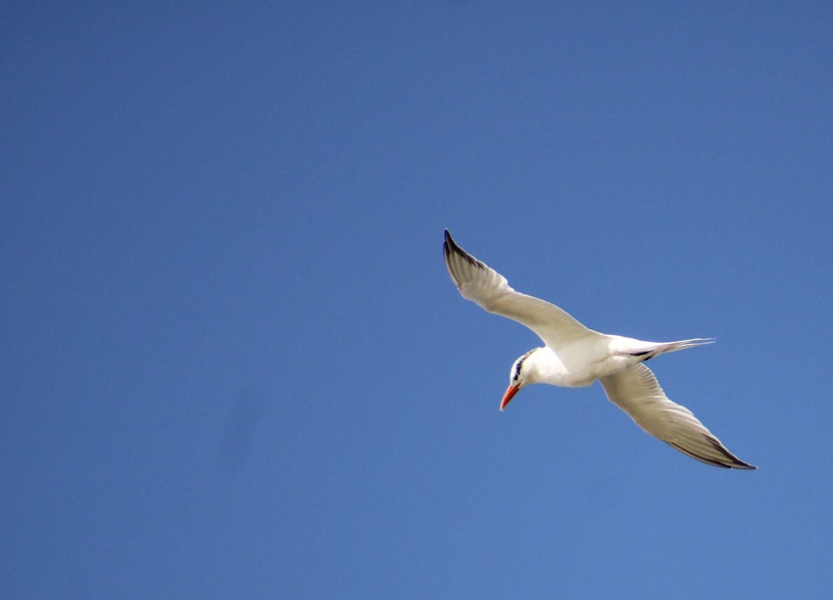 Royal Tern - ML620786845