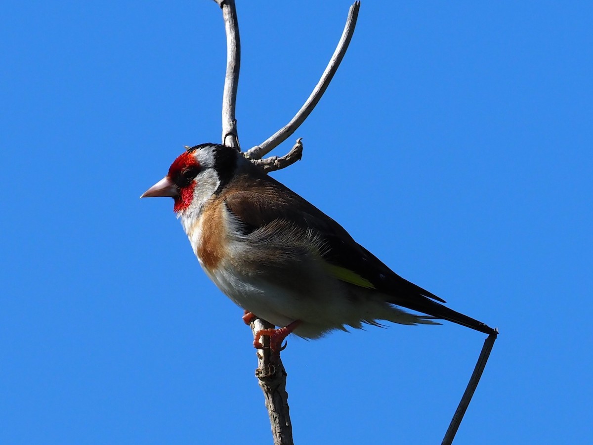 Chardonneret élégant - ML620786846