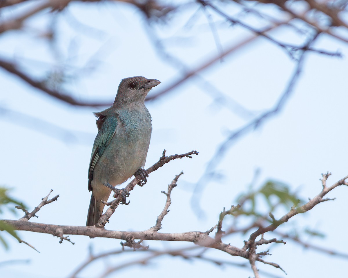 Tangara Glauca - ML620786852