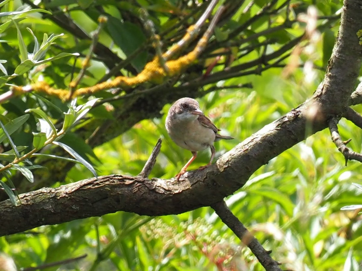 Greater Whitethroat - ML620786853