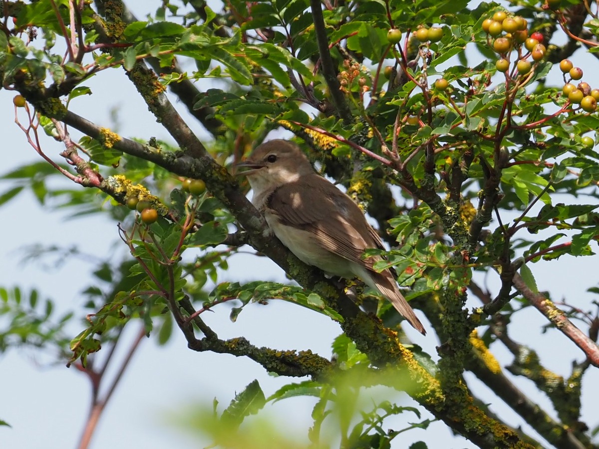 Garden Warbler - ML620786854