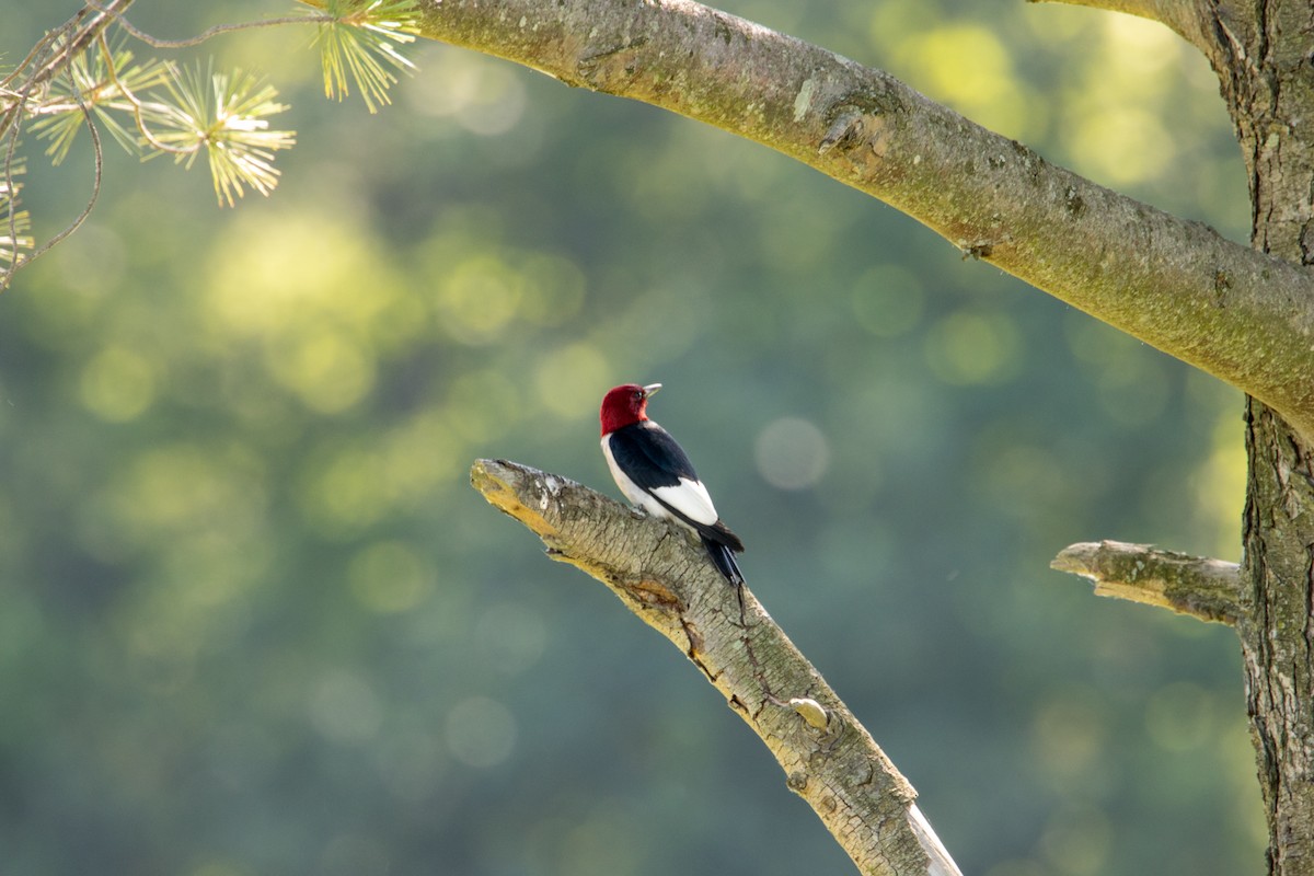 Red-headed Woodpecker - ML620786856