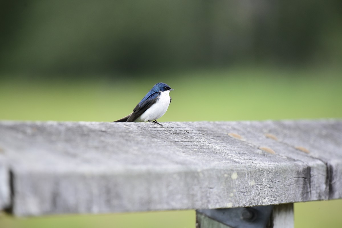 Tree Swallow - ML620786857