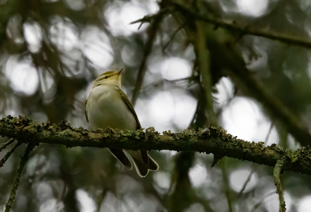 Wood Warbler - ML620786858