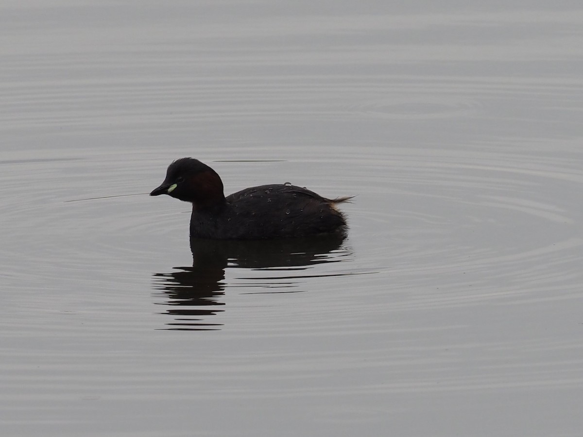 Little Grebe - ML620786861