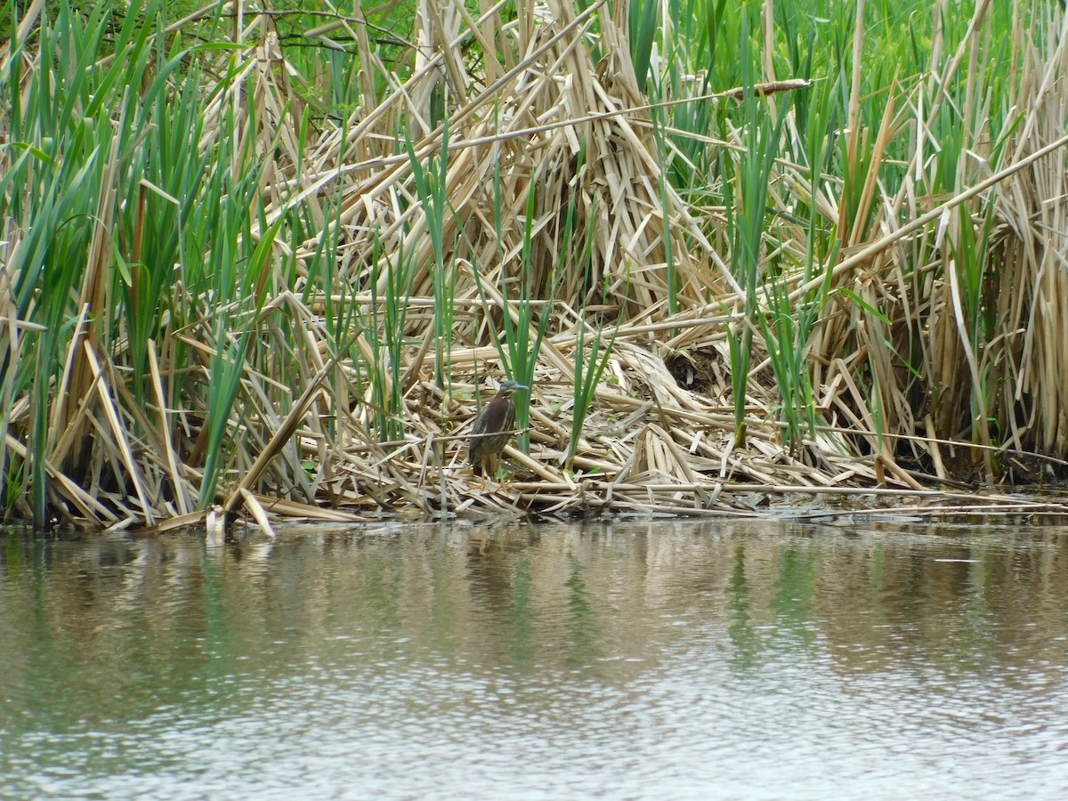 Green Heron - ML620786866