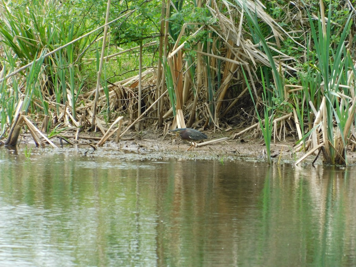 Green Heron - ML620786870