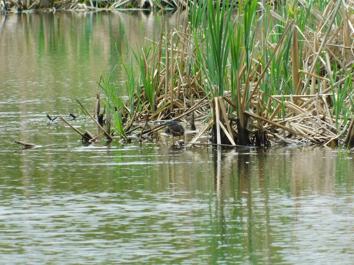 Green Heron - ML620786871