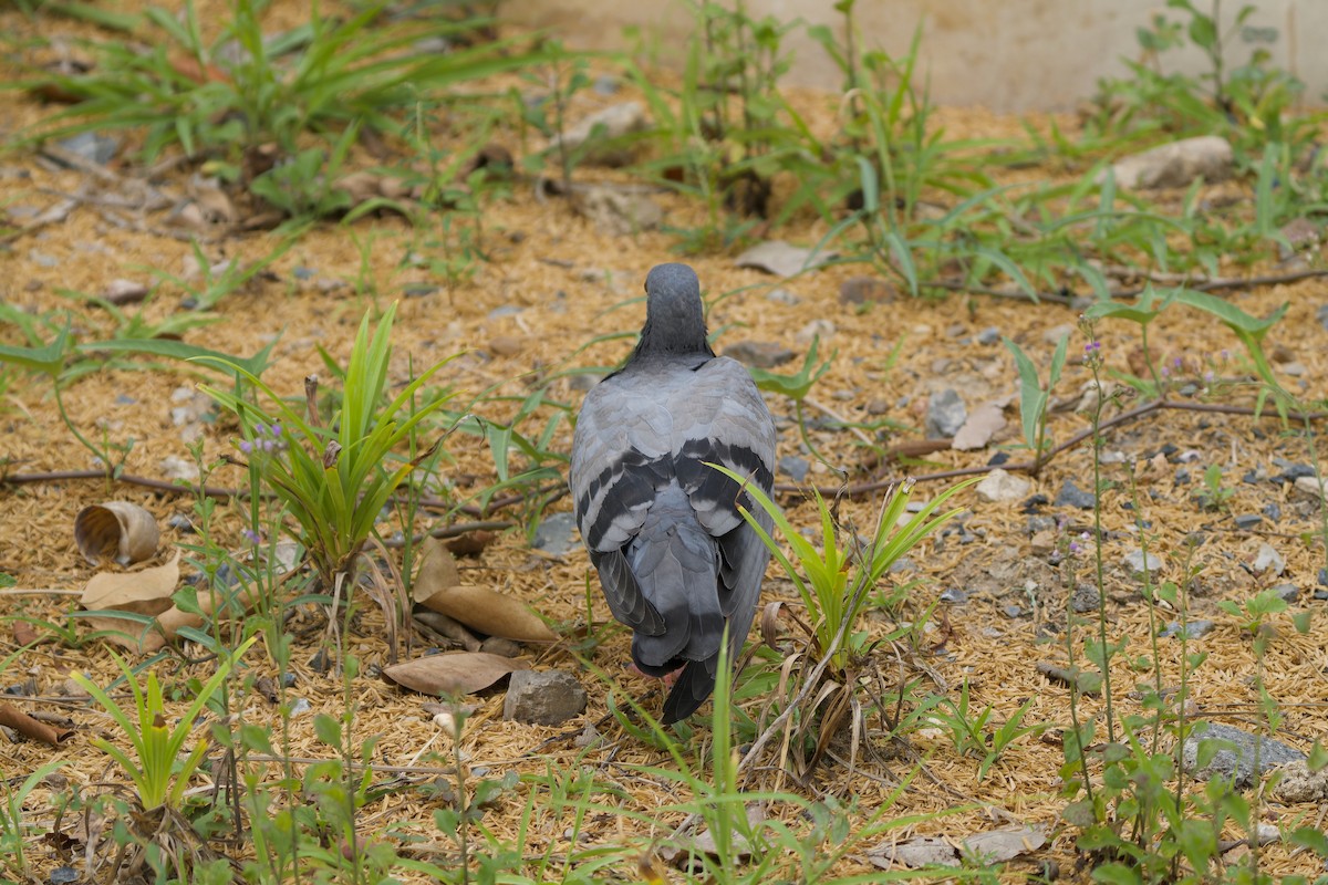 Rock Pigeon (Feral Pigeon) - Sam Hambly