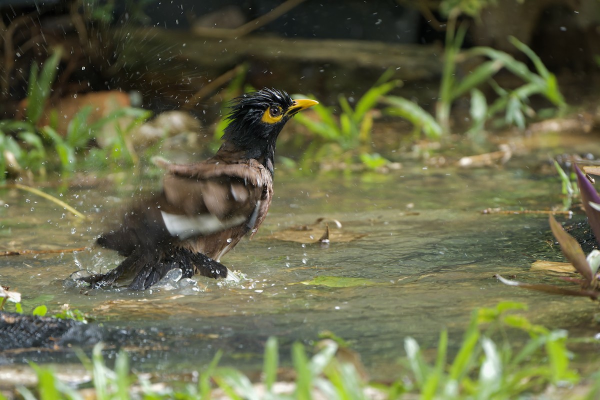 Common Myna - ML620786881