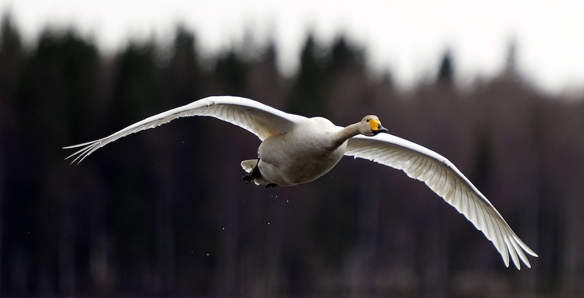 Whooper Swan - Phil Davis