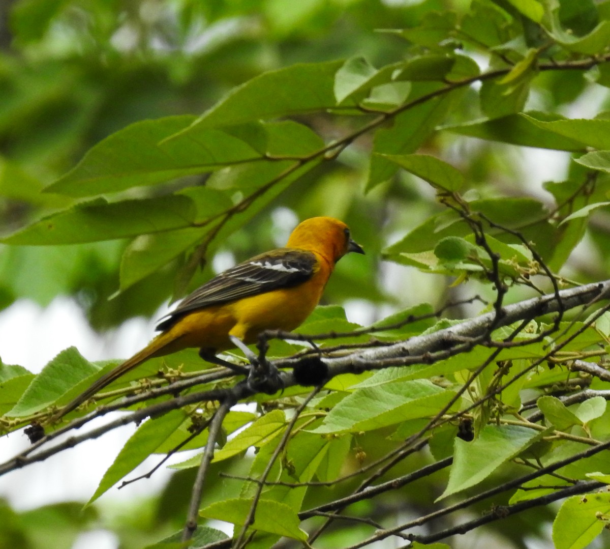 Yellow-tailed Oriole - ML620786889