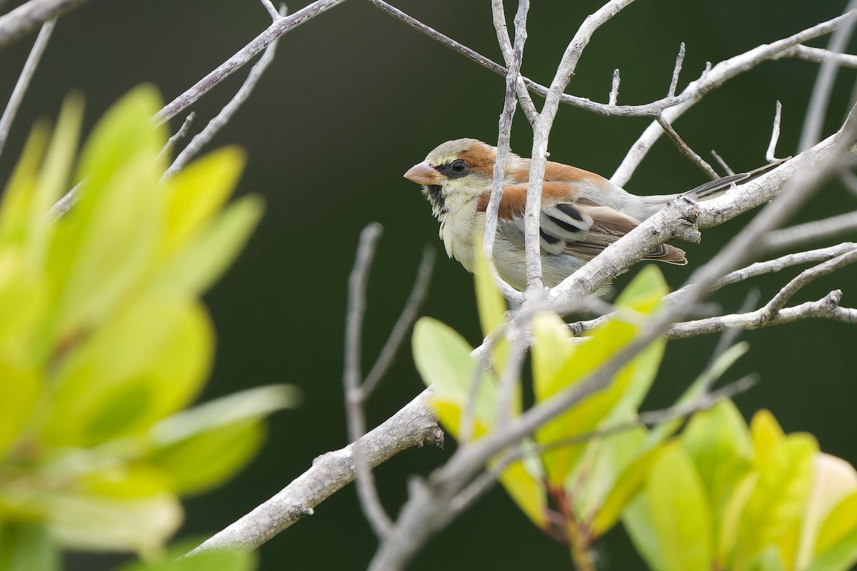 Plain-backed Sparrow - ML620786891