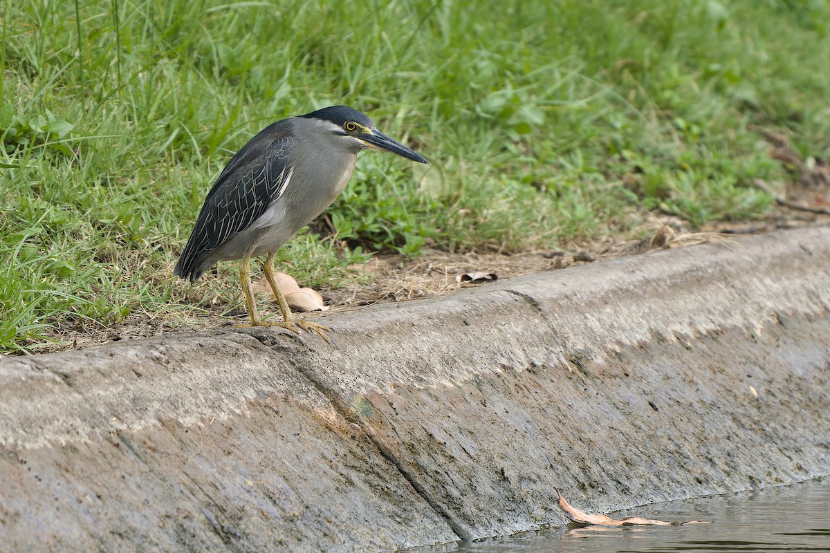 Striated Heron (Old World) - ML620786892