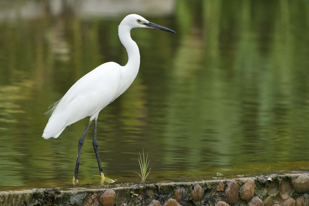 Aigrette garzette (garzetta) - ML620786894