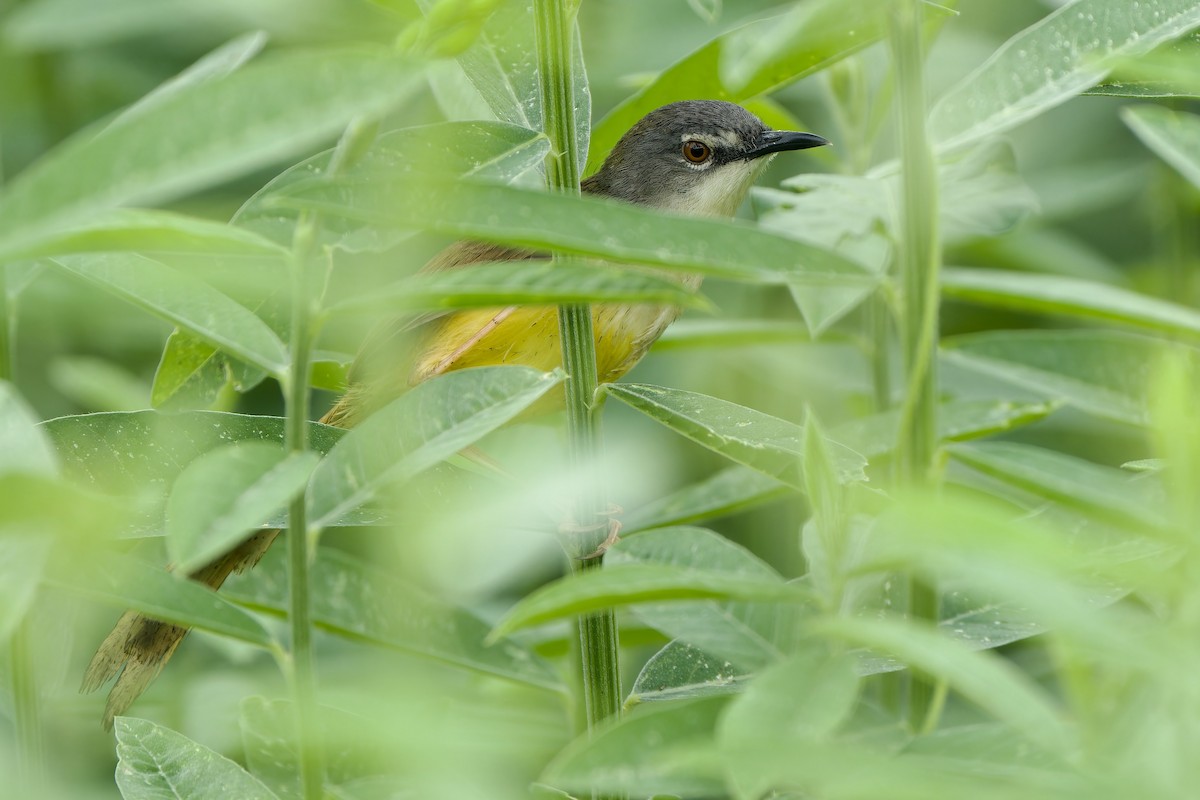 Prinia à ventre jaune (groupe flaviventris) - ML620786896