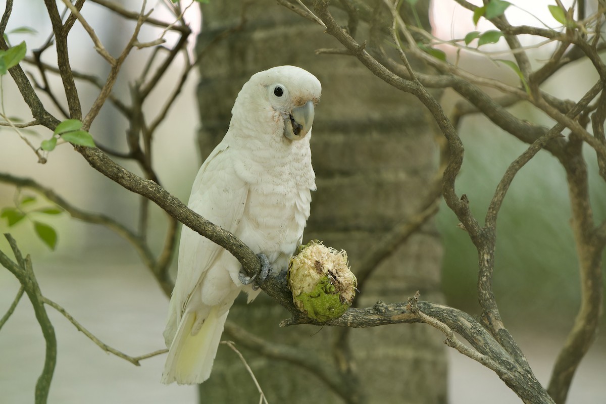 Cacatúa de las Tanimbar - ML620786899