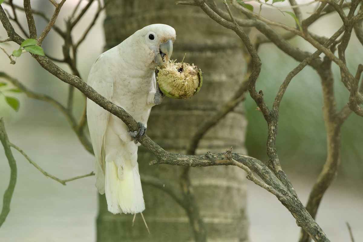 Tanimbar Corella - Sam Hambly