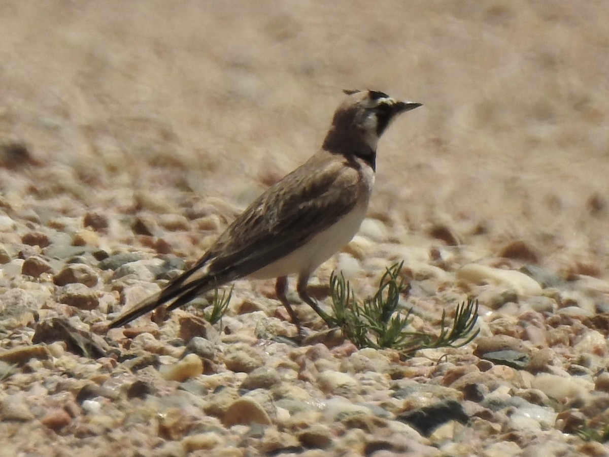 Horned Lark - Terry Crowe