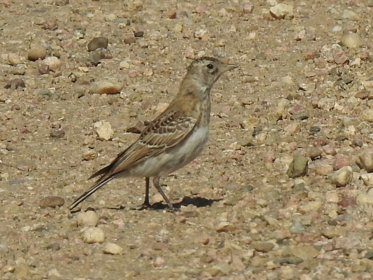 Horned Lark - ML620786919