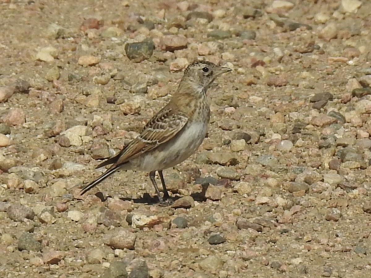 Horned Lark - ML620786921