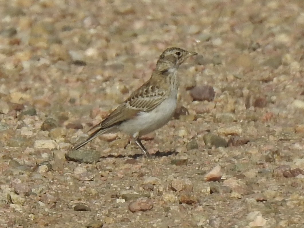 Horned Lark - ML620786922