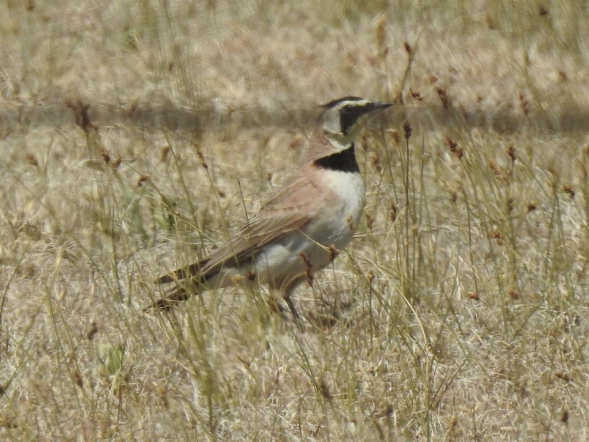 Horned Lark - ML620786925