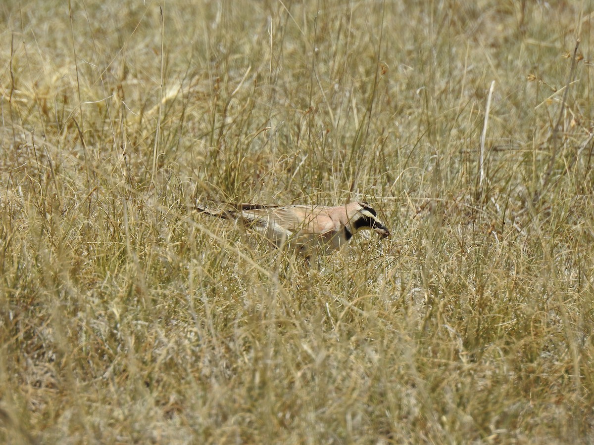 Horned Lark - ML620786926