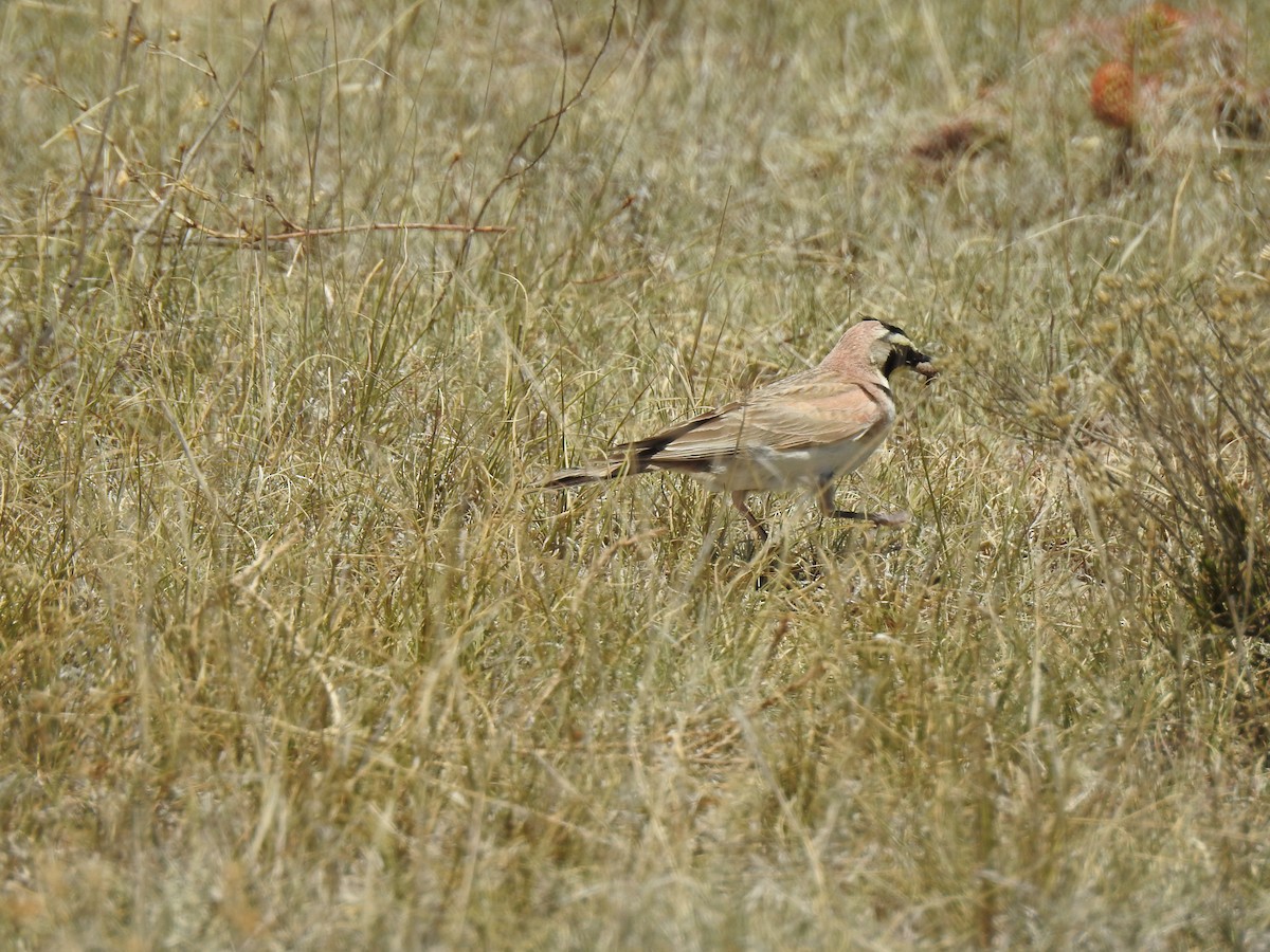 Horned Lark - ML620786928