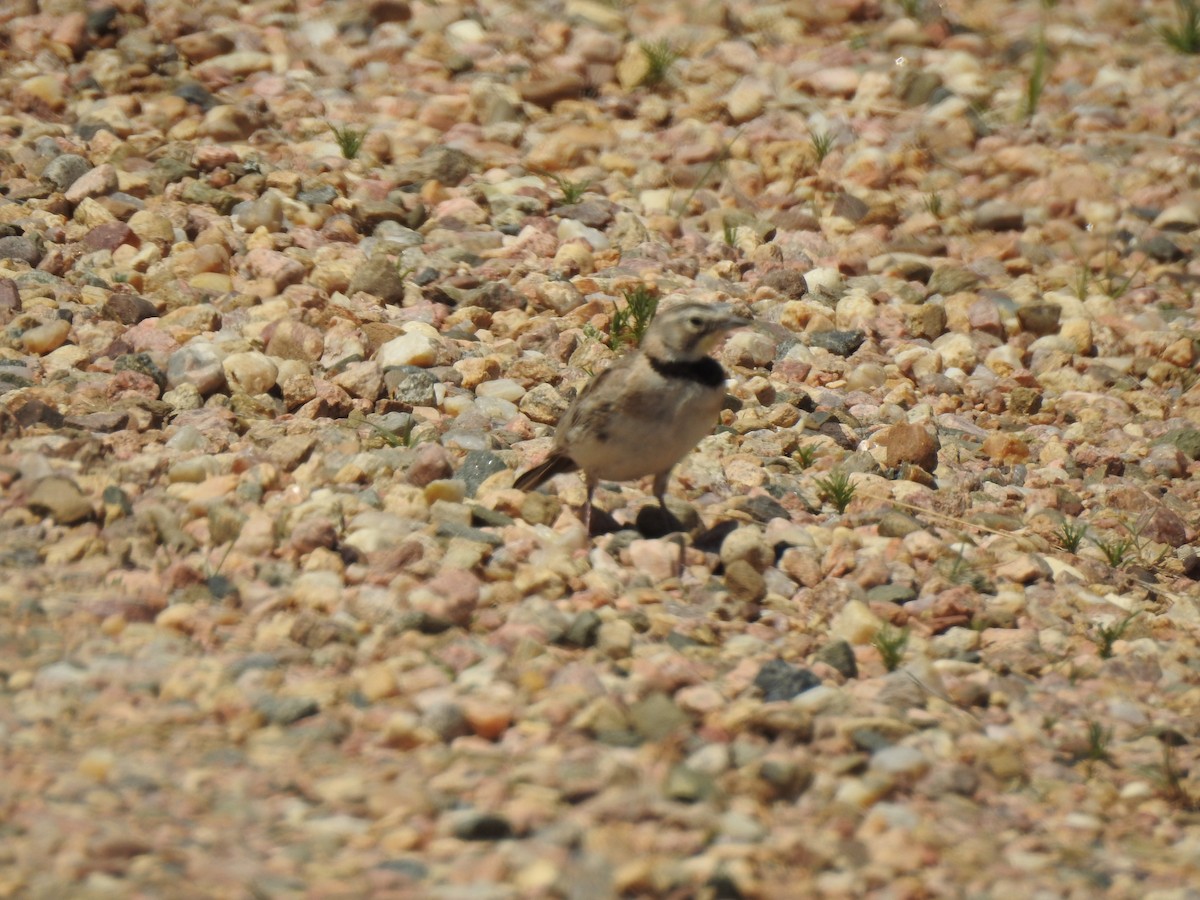 Horned Lark - ML620786929