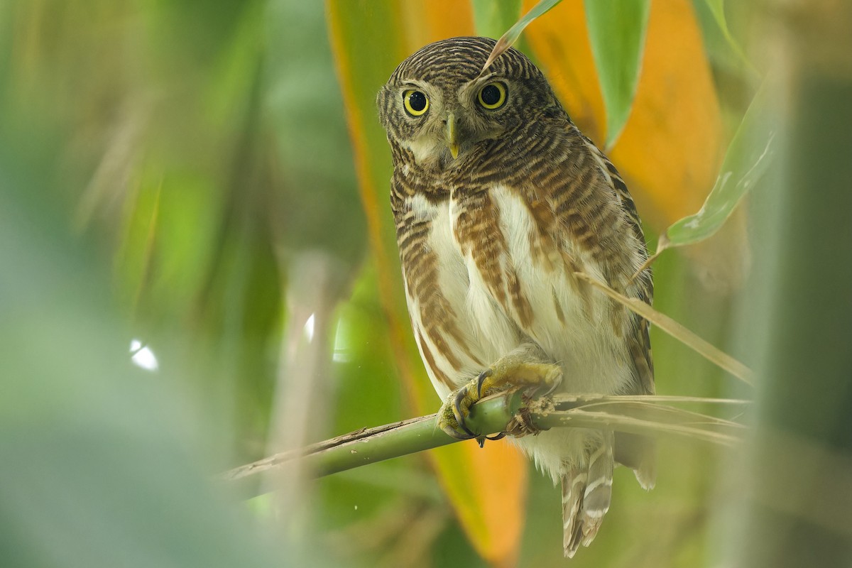 Asian Barred Owlet - ML620786930