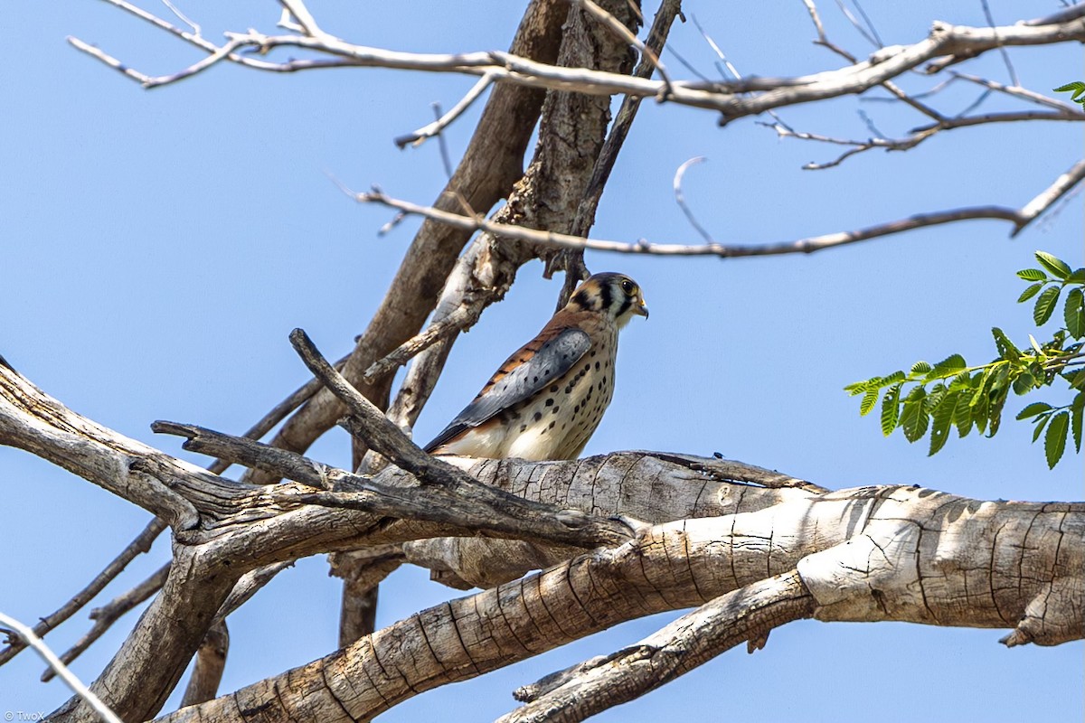 American Kestrel - ML620786934