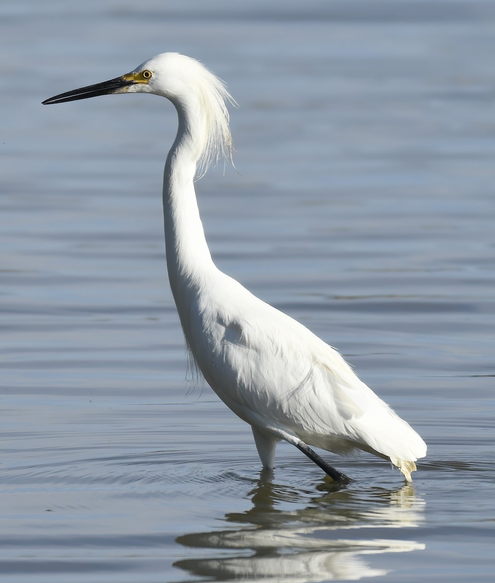 Snowy Egret - ML620786936